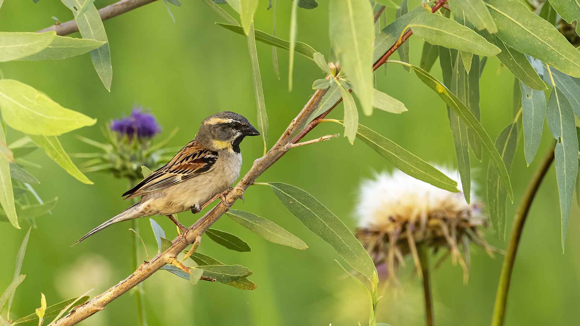 Dead Sea Sparrow